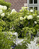 Hydrangea 'Annabelle' in garden