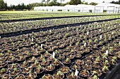 Polytunnels and rows of young plants