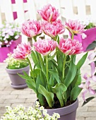 Tulpen 'Crispion Sweet' im Blumentopf