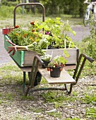 Plants for sale in wheelbarrow