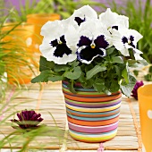 Pansy 'Goliath White with Blotch' in flowerpot