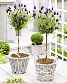 French lavender (Lavandula stoechas 'Anouk') on terrace
