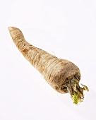 A Hamburg parsley root (Petroselinum crispum ssp. tuberosum)