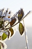 Ligusterzweige mit Frost