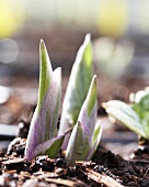 Hosta 'Patriot'