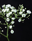 Baby's breath