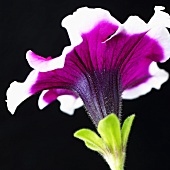 Purple petunia