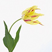 Tulip 'Mona Lisa'