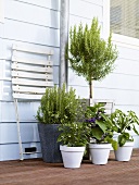 Herbs and vegetable plants by house wall