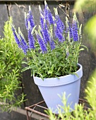 Veronica 'Baby Blue' in ceramic pot