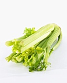 A head of celery