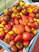 Various varieties of tomatoes in crate