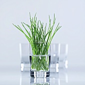 Chives in glass of water