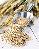 Oat grains in metal scoop