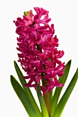 Hyacinth 'Woodstock'