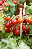 Tomato plant, variety 'Tasty Tom'