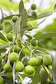 Olives (Olea europaea 'Cipressino') on branch