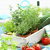 Verschiedene Kräuter in Töpfen, Zucchini und Tomaten