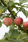 Apples (variety 'Breakwell's Seedling') on the tree