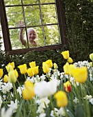 Blond girl looking through window at tulips and narcissi