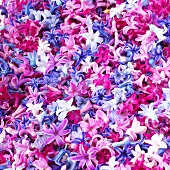 Viele Hyazinthenblüten
