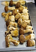 Ceps drying on a tray