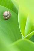 Kleine Schnecke auf Blatt (Nahaufnahme)