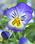 Pansy 'Blue Seal' (close-up)