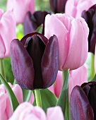 Tulips 'Pink Diamond' and 'Queen of Night'