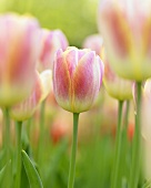 Tulpen 'Wendy Love'