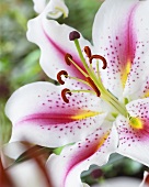 Lily 'Rose Dawn' (close-up)