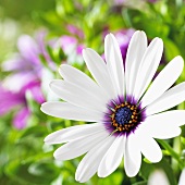 Cape daisy (close-up)