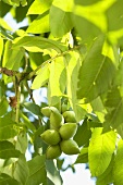 Walnuts on the tree