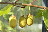 Kiwis (Actinidia deliciosa) am Baum