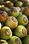Many unripe coconuts