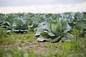 Cabbages in the field