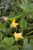 Flowering courgette plant in the field