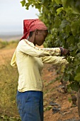 Frau bei Weinlese, Weingut Groote Post, Südafrika