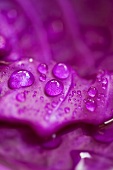 Red cabbage with drops of water (detail)