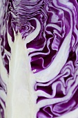 Red cabbage (detail)