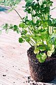 Coriander plants with root ball