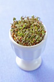 Cress sprouts in an egg cup