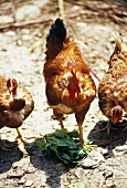 A cock and two hens