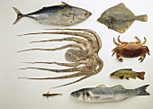 Fische und Meeresfrüchte (Taschenkrebs und Krake)
