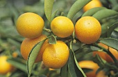 Kumquats on the tree