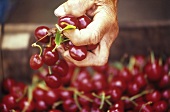 Hand holding cherries