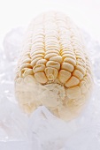 Frozen corn on the cob on ice (close-up)