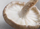A shiitake mushroom (close-up)