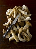 Many ceps with knife