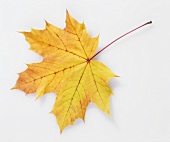 A maple leaf